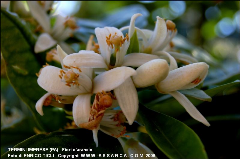 Fiori d`arancio