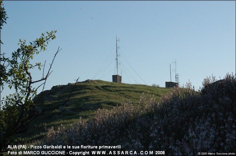 Pizzo Garibaldi e le sue fioriture primaverili