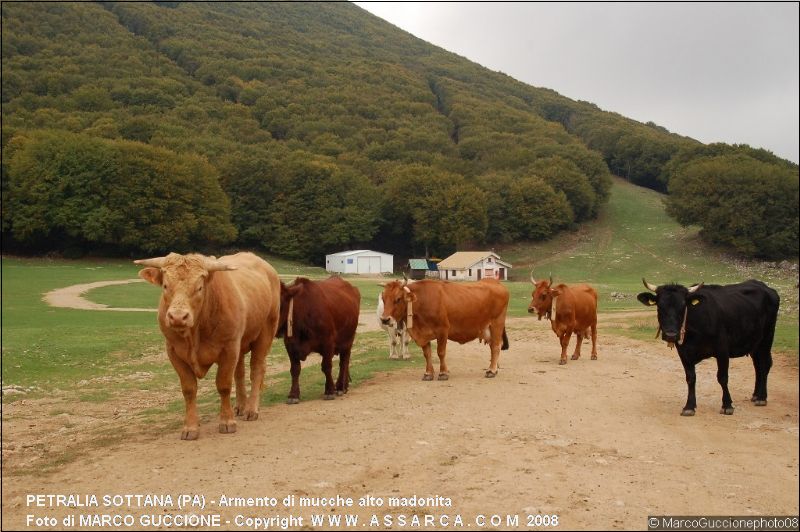 Armento di mucche alto madonita