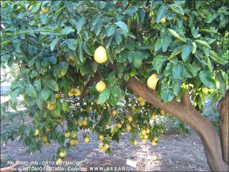 ORTO BOTANICO