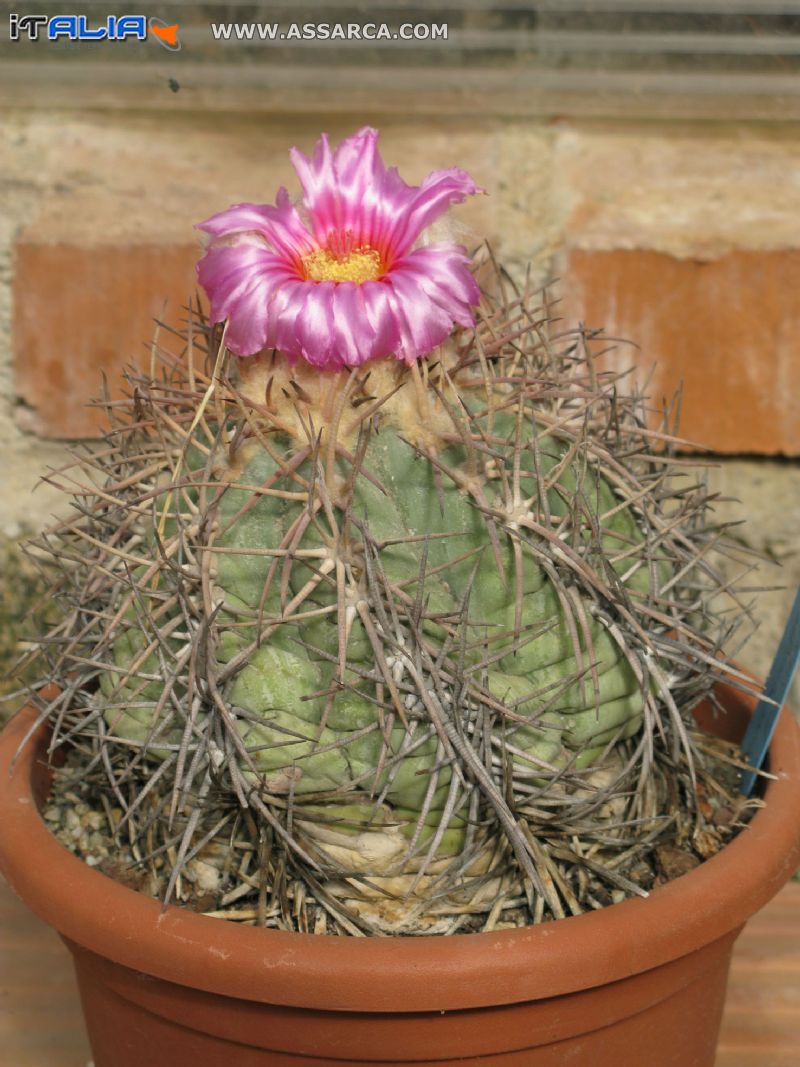 ECHINOCACTUS  HORIZONTHALONIUS