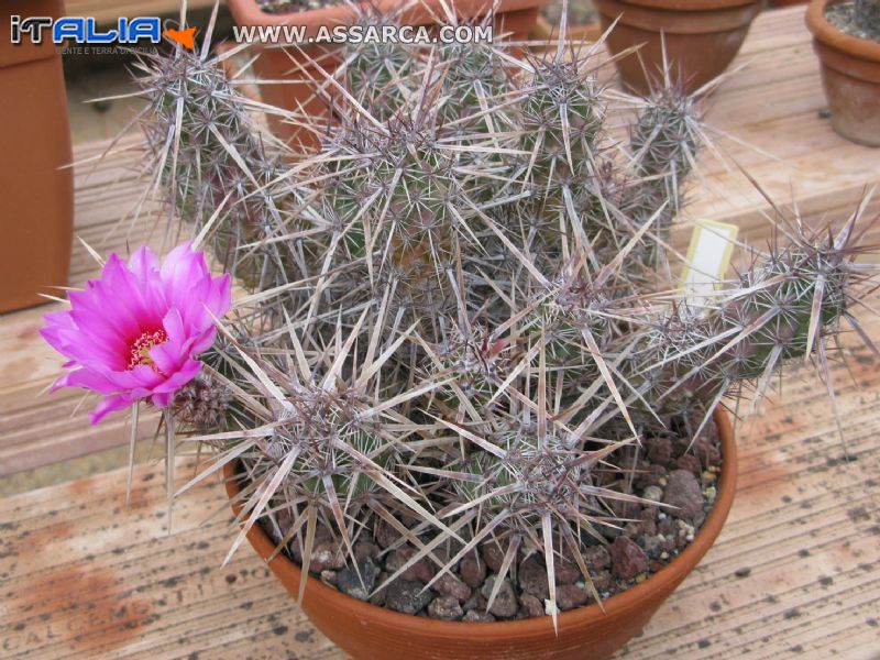 ECHINOCEREUS  BRANDEGEEI