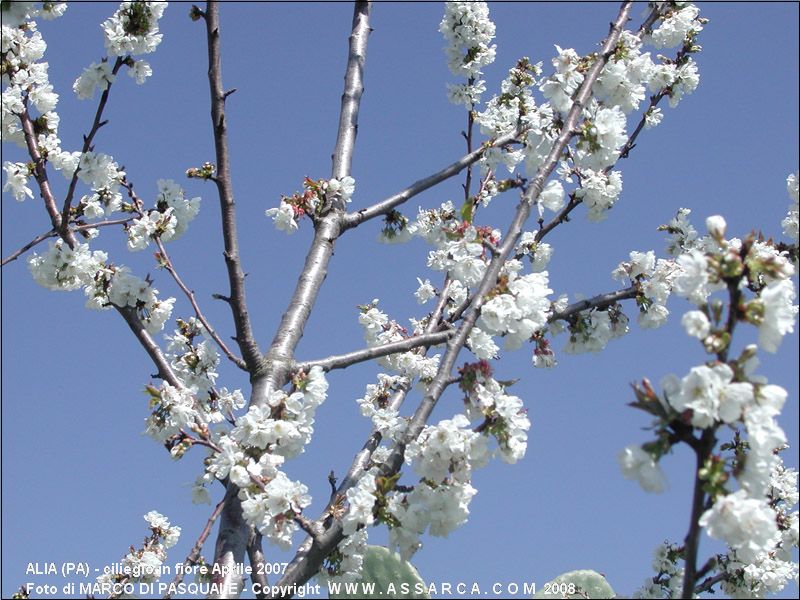 ciliegio in fiore Aprile 2007