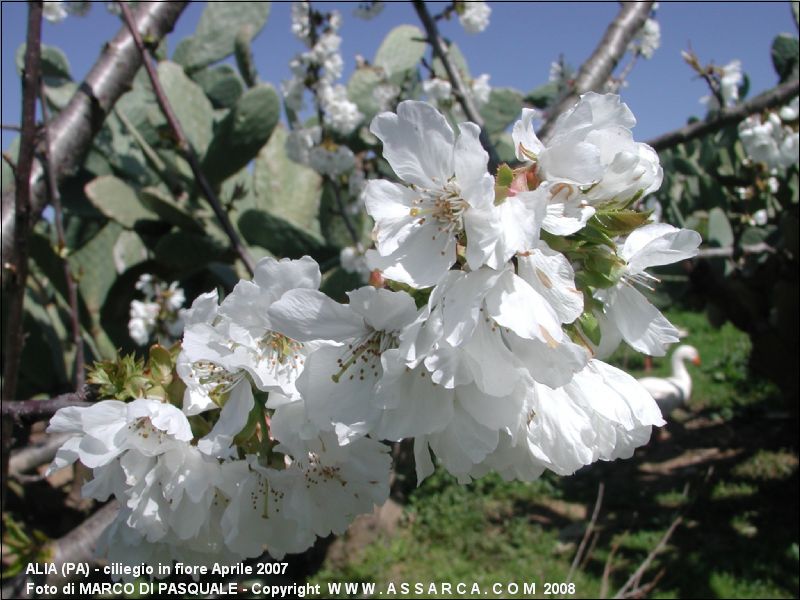 ciliegio in fiore Aprile 2007