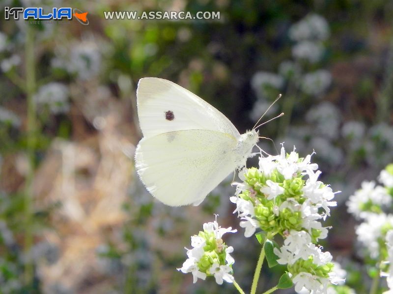 Farfalla sui fiori