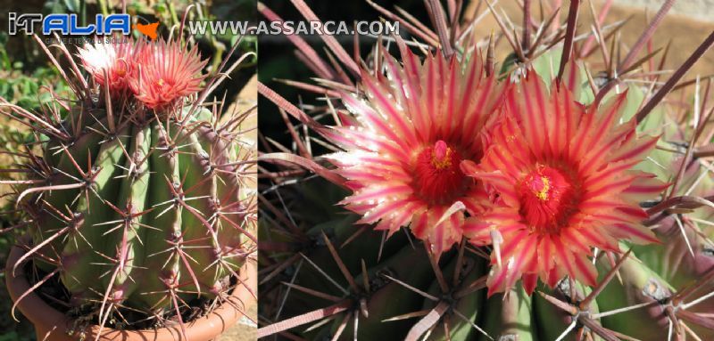 Ferocactus-californianus