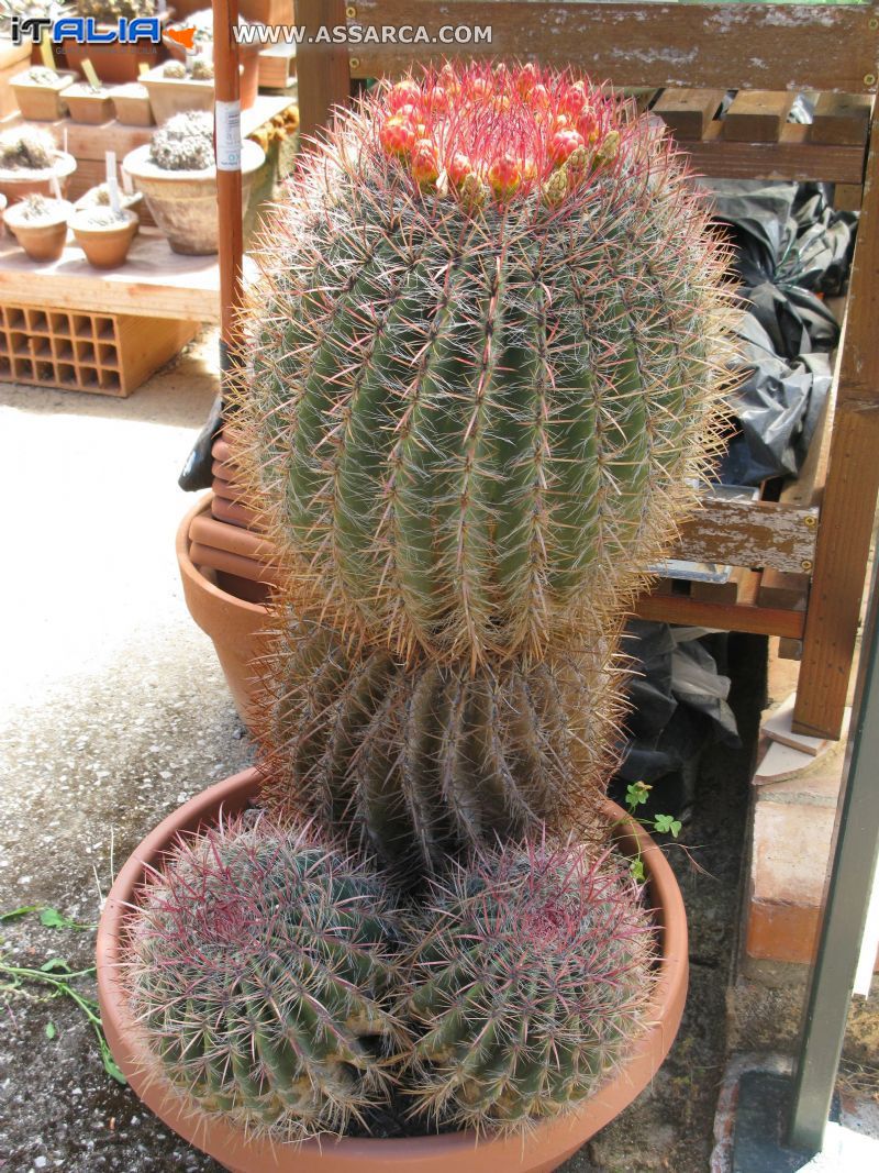 Ferocactus  pilosus