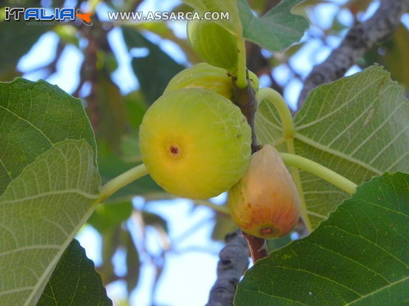 Fichi maturi