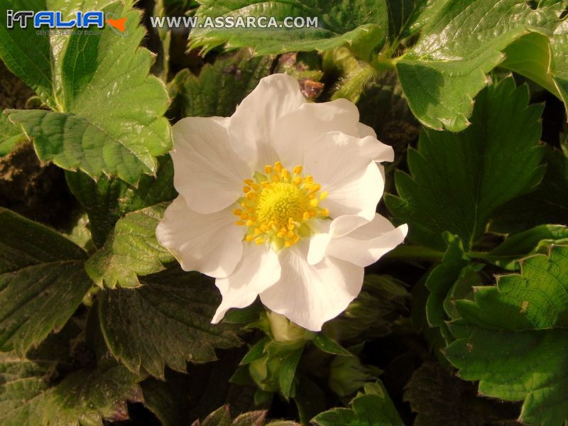 fiore di fragola