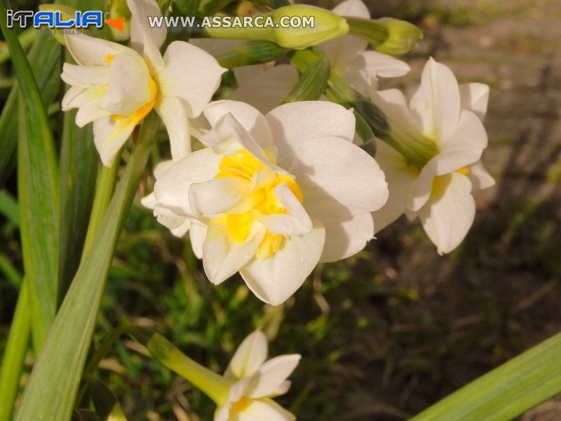 Fiore di campo