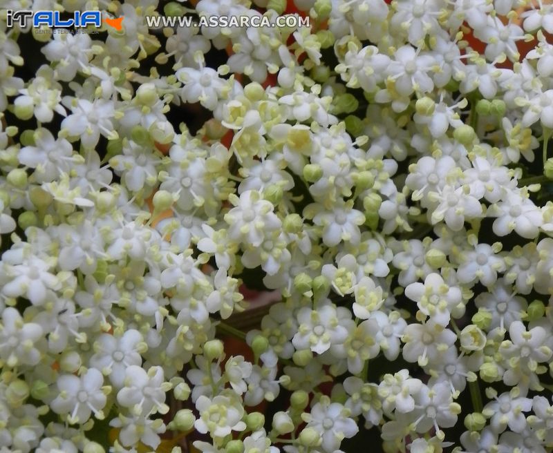 Fiore di sambuco