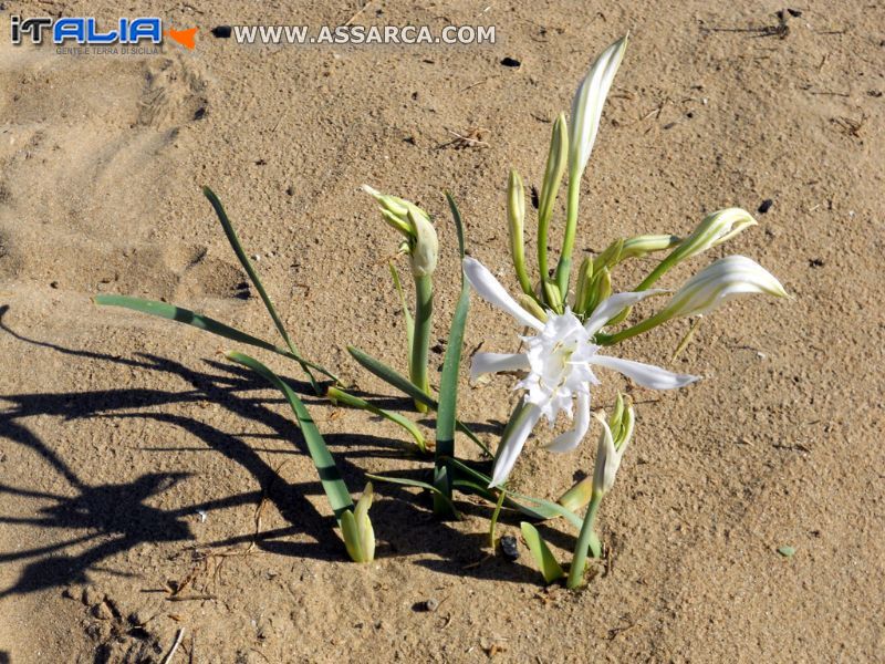 Fiore sulla spiaggia