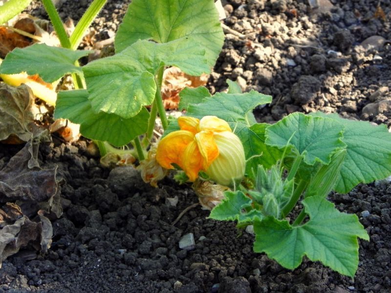 Fiore di zucca