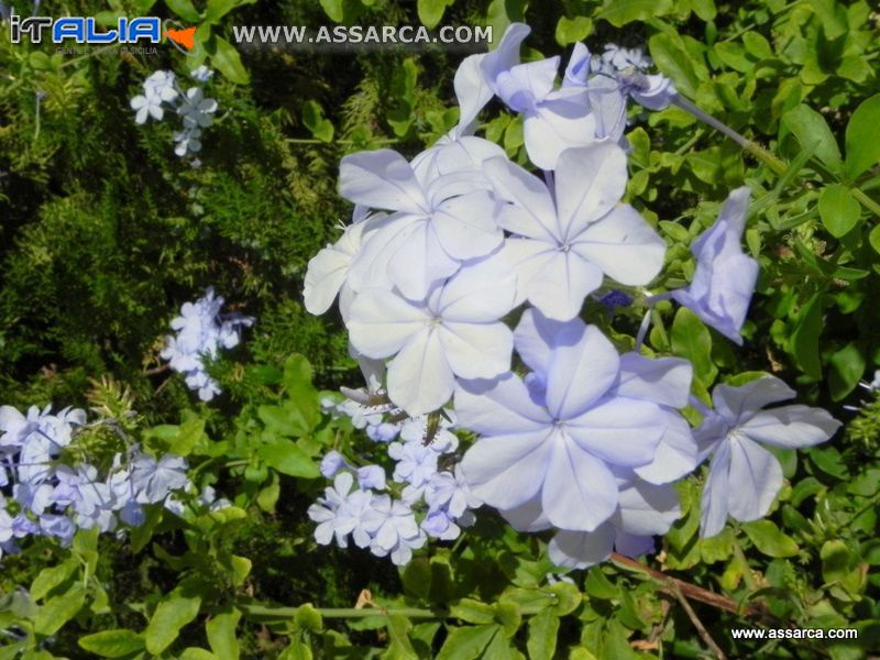 Fiori di fine luglio