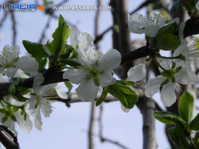 albero fiorito