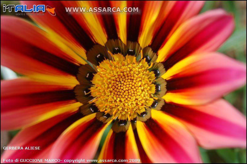 Gerbera aliese