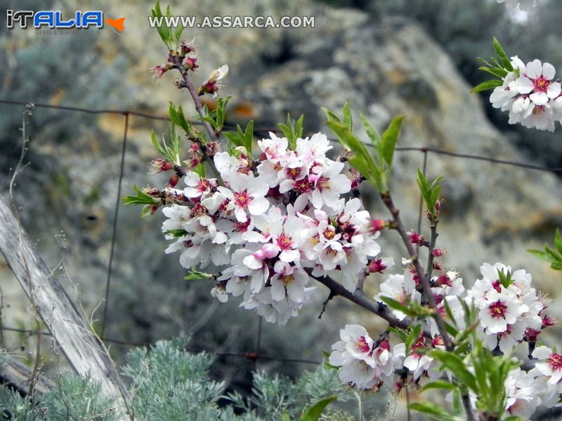 Mandorlo in fiore