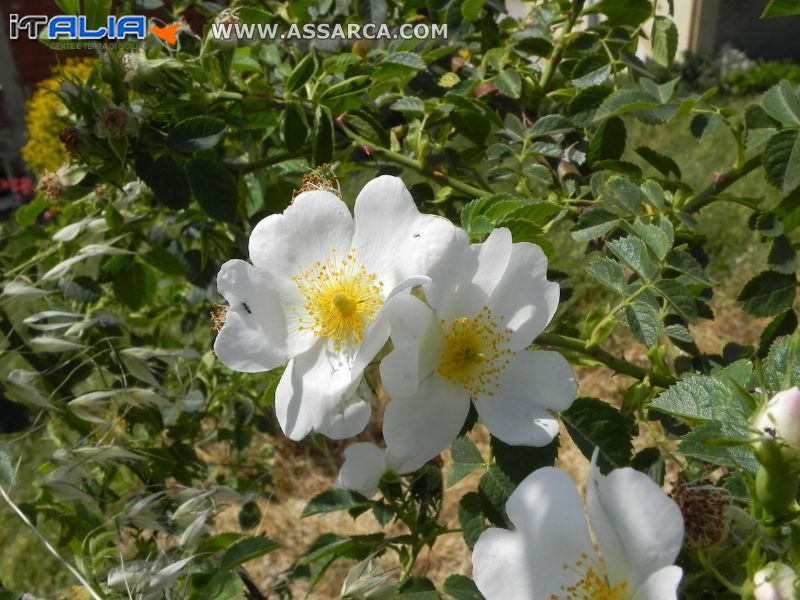 Fiori di rovo