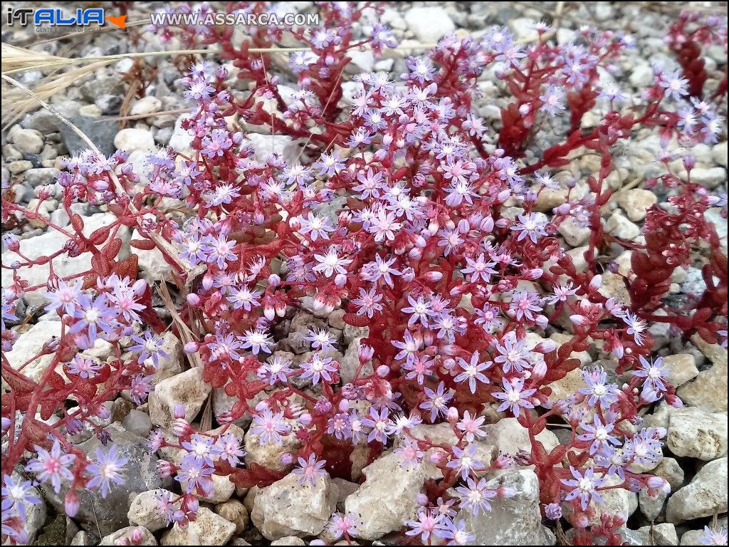 Fiori, cornice delle nostre strade