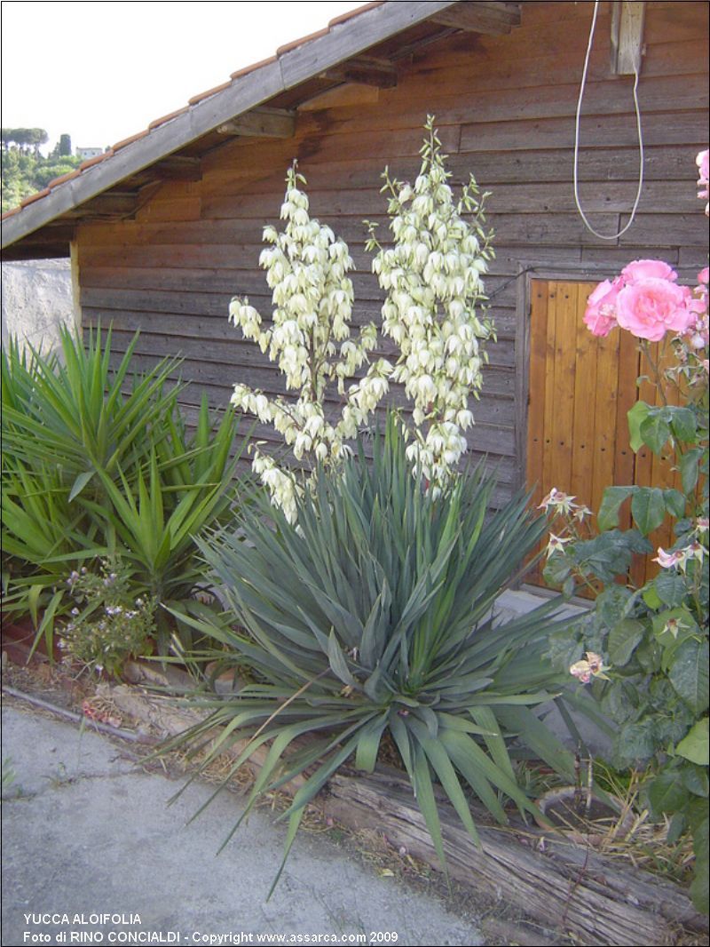 YUCCA ALOIFOLIA