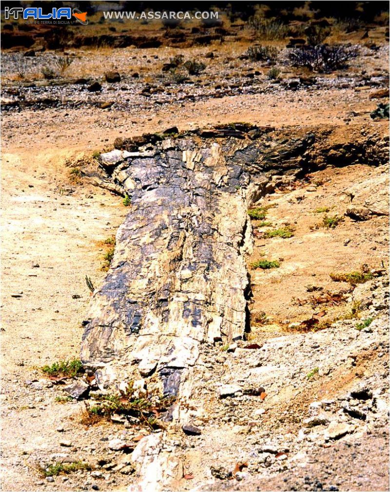 Namibia- albero fossile