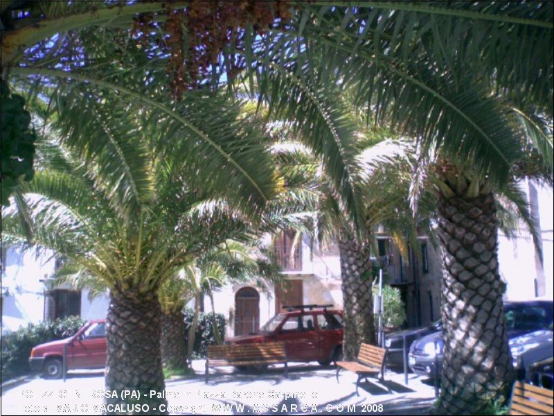 Palme in Piazza Barone Carpinello