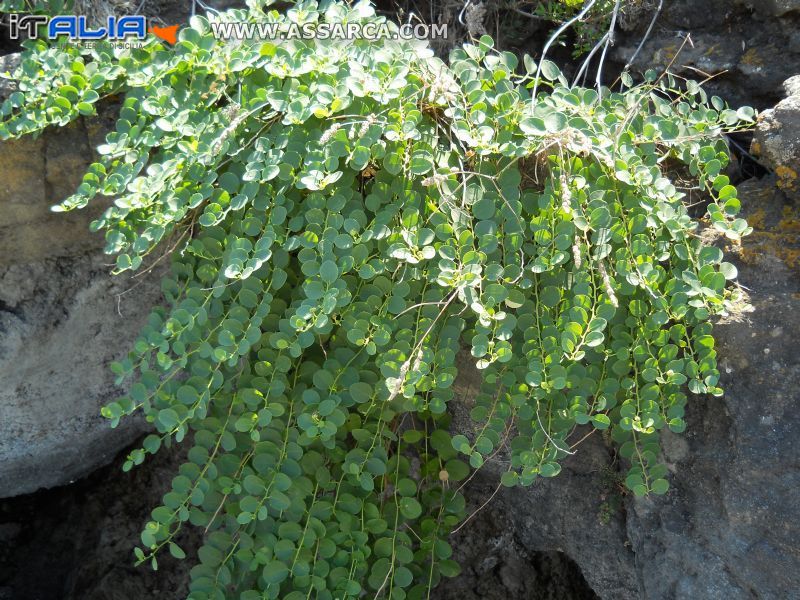 i capperi di pantelleria