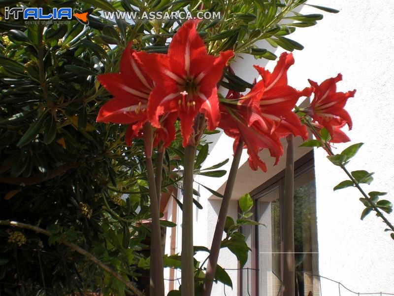 Gigli  Rosso fuoco da  balcone