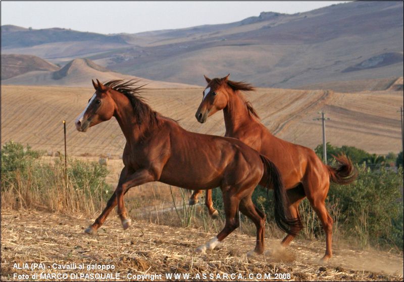 Cavalli al galoppo