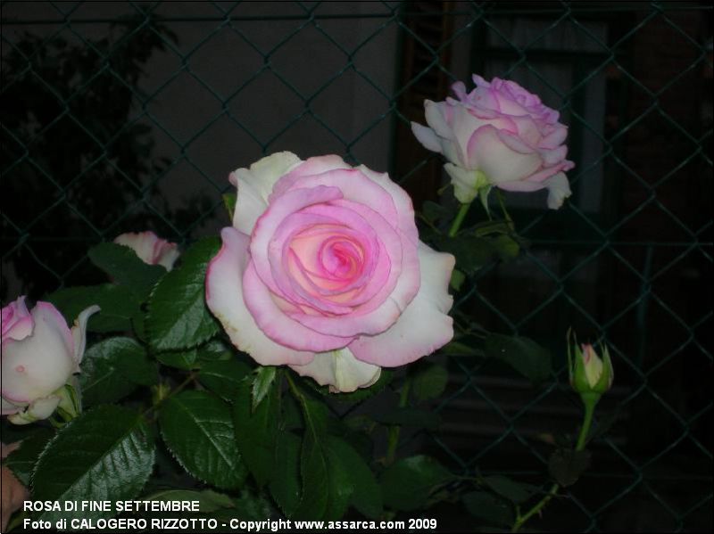 rosa di fine settembre