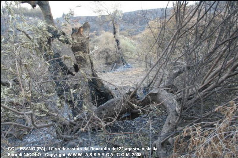 Ulivo devastato dall'incendio del 22 agosto in sicilia