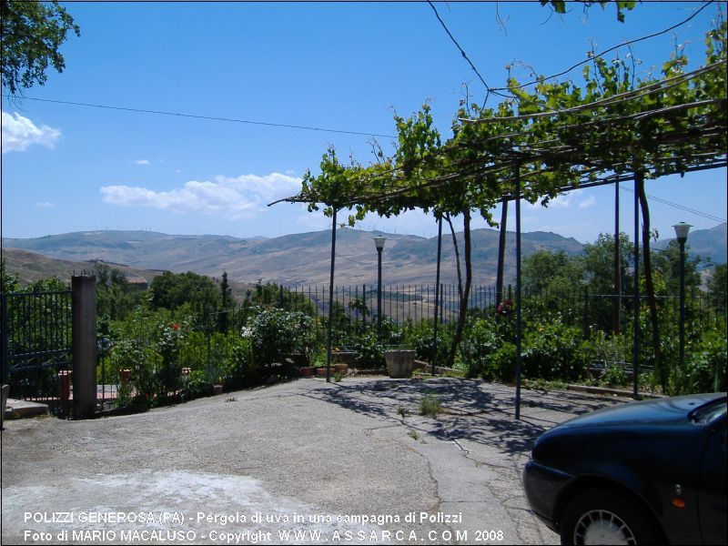 Pergola di uva in una campagna di Polizzi