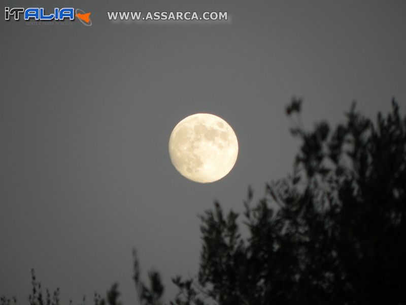 Luna tra gli alberi d`ulivo