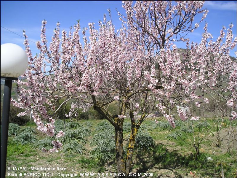 Mandorlo in fiore