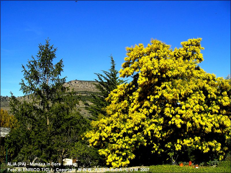 Mimosa in fiore