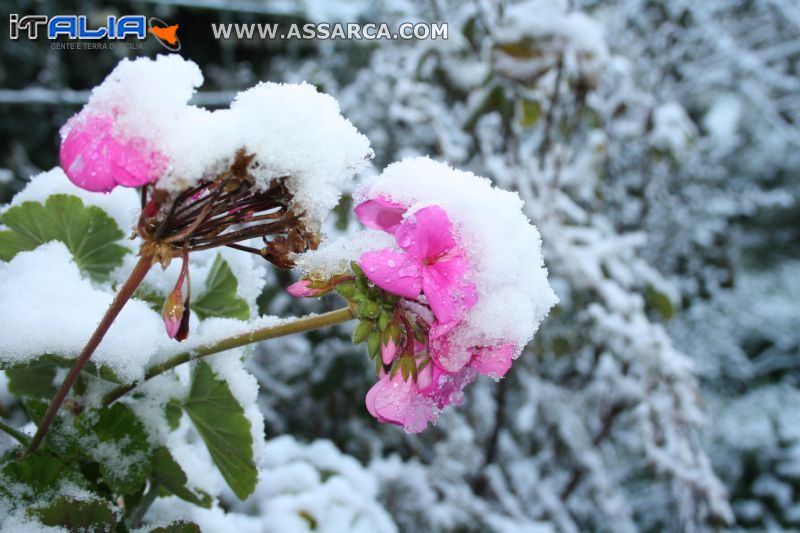 Geranio sotto la neve