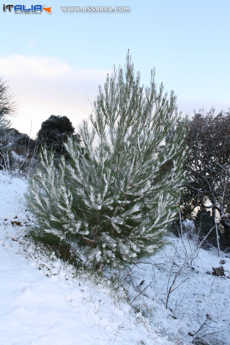 Abete innevato