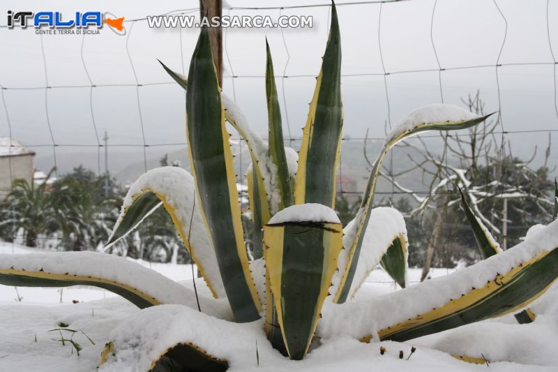 pianta grassa innevata