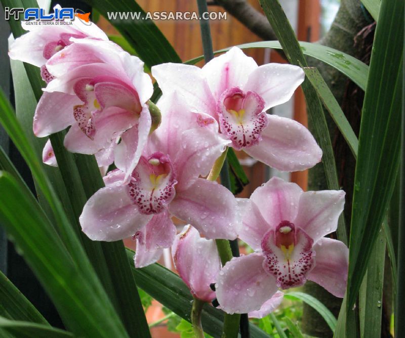 Orchidea