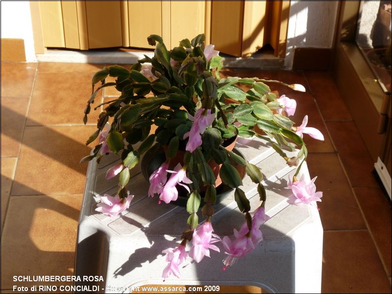 Schlumbergera rosa