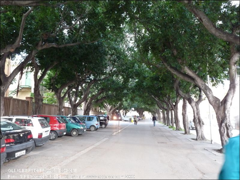 Gli alberi di piazza stazione