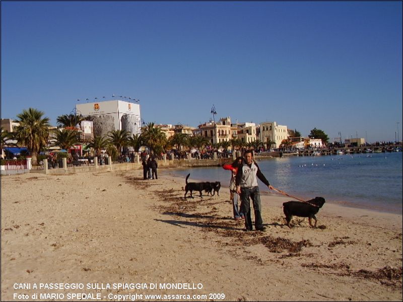 Cani a passeggio sulla spiaggia di Mondello