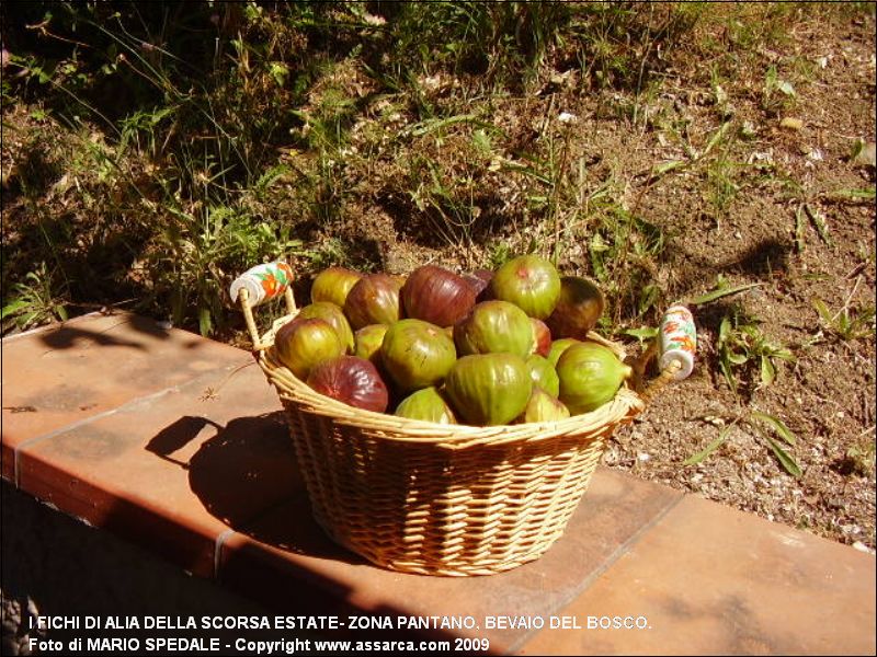 I fichi di Alia della scorsa estate- zona Pantano, Bevaio del Bosco.