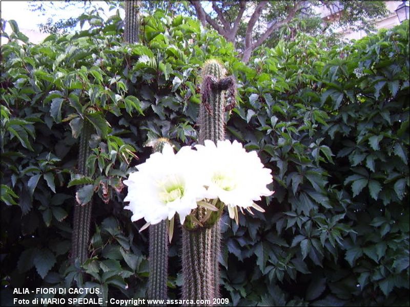 Alia - Fiori di cactus.