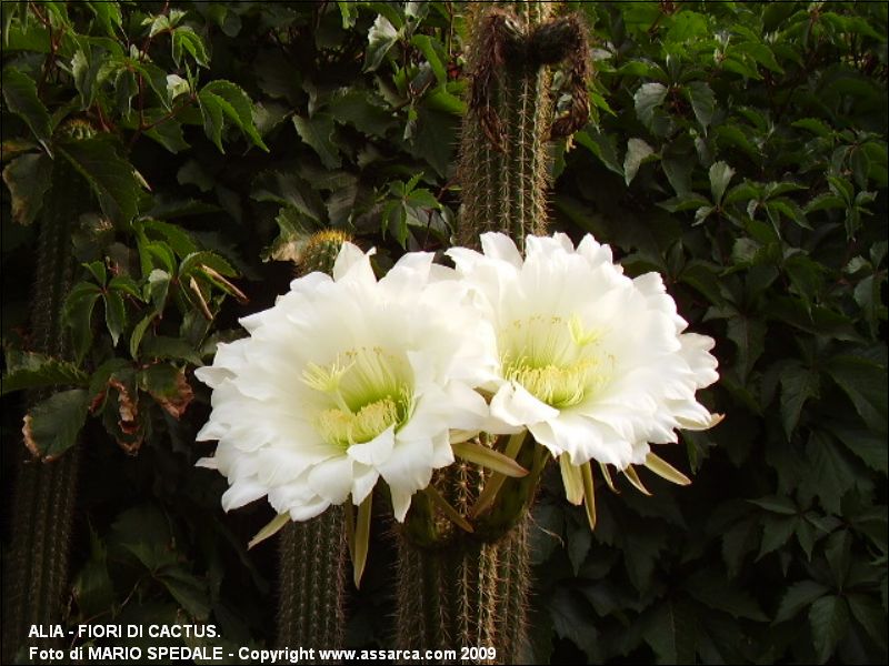 Alia - Fiori di cactus.