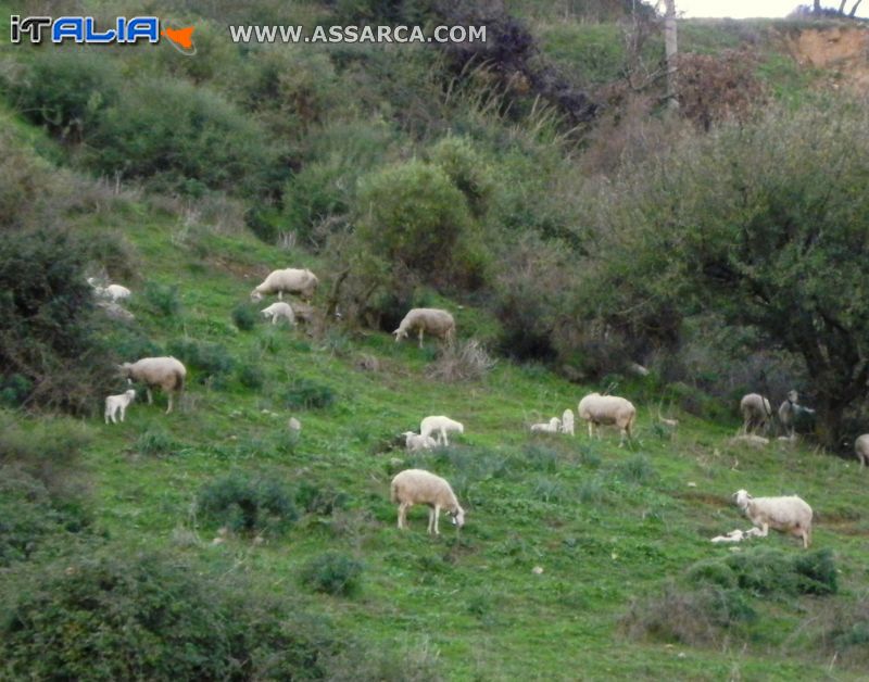 Pecore al pascolo