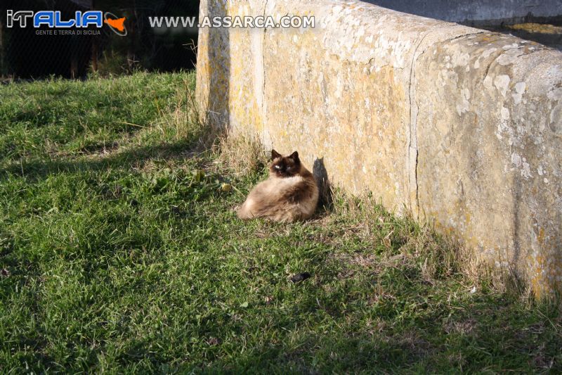 gatto al sole