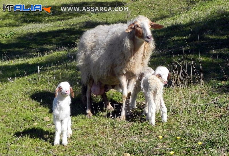 Famiglia al completo