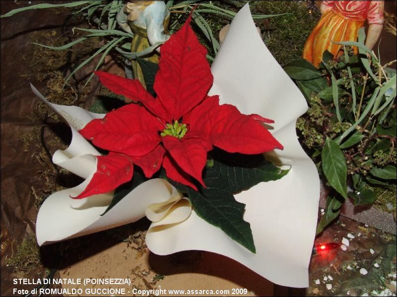 Stella di Natale (poinsezzia)