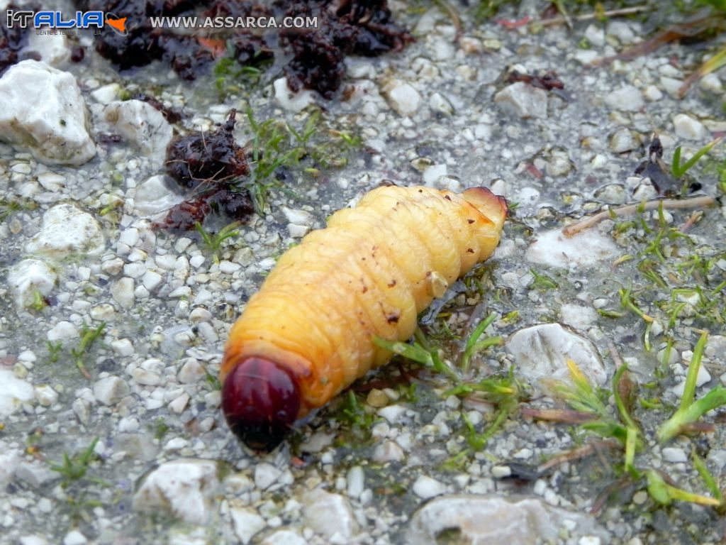 Larva di Punteruolo rosso